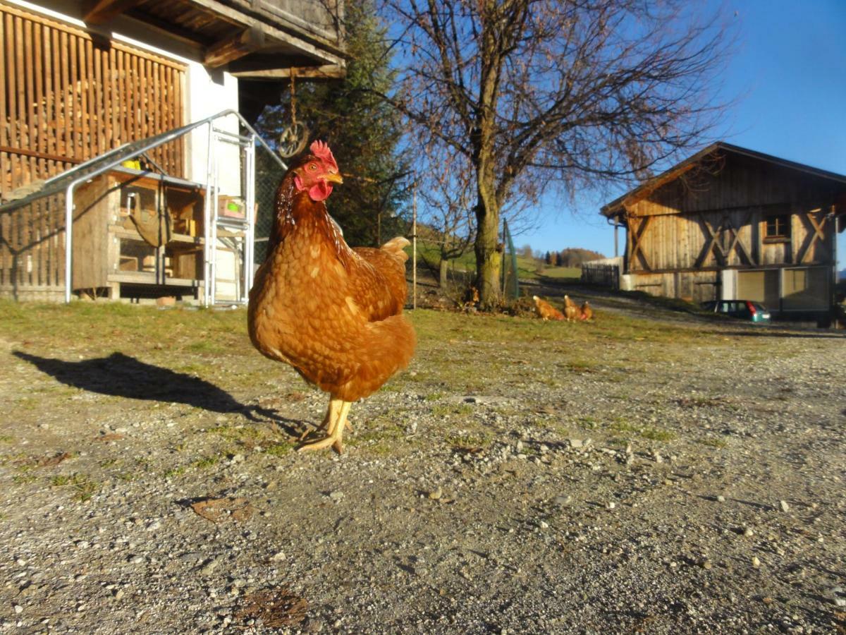 Mair Am Graben Farm * Chalets Terento Exterior photo